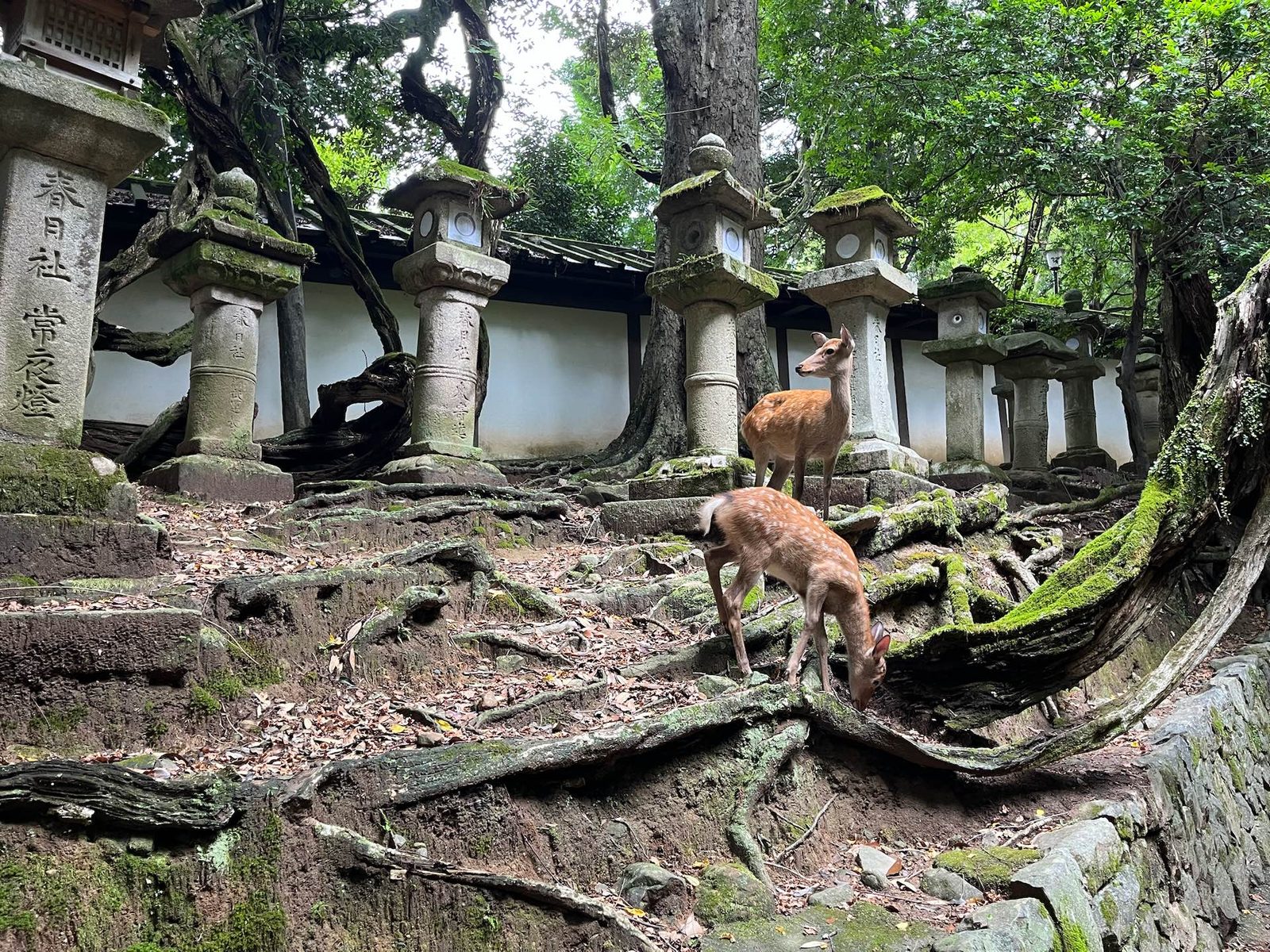 JAPAN // IMG_20